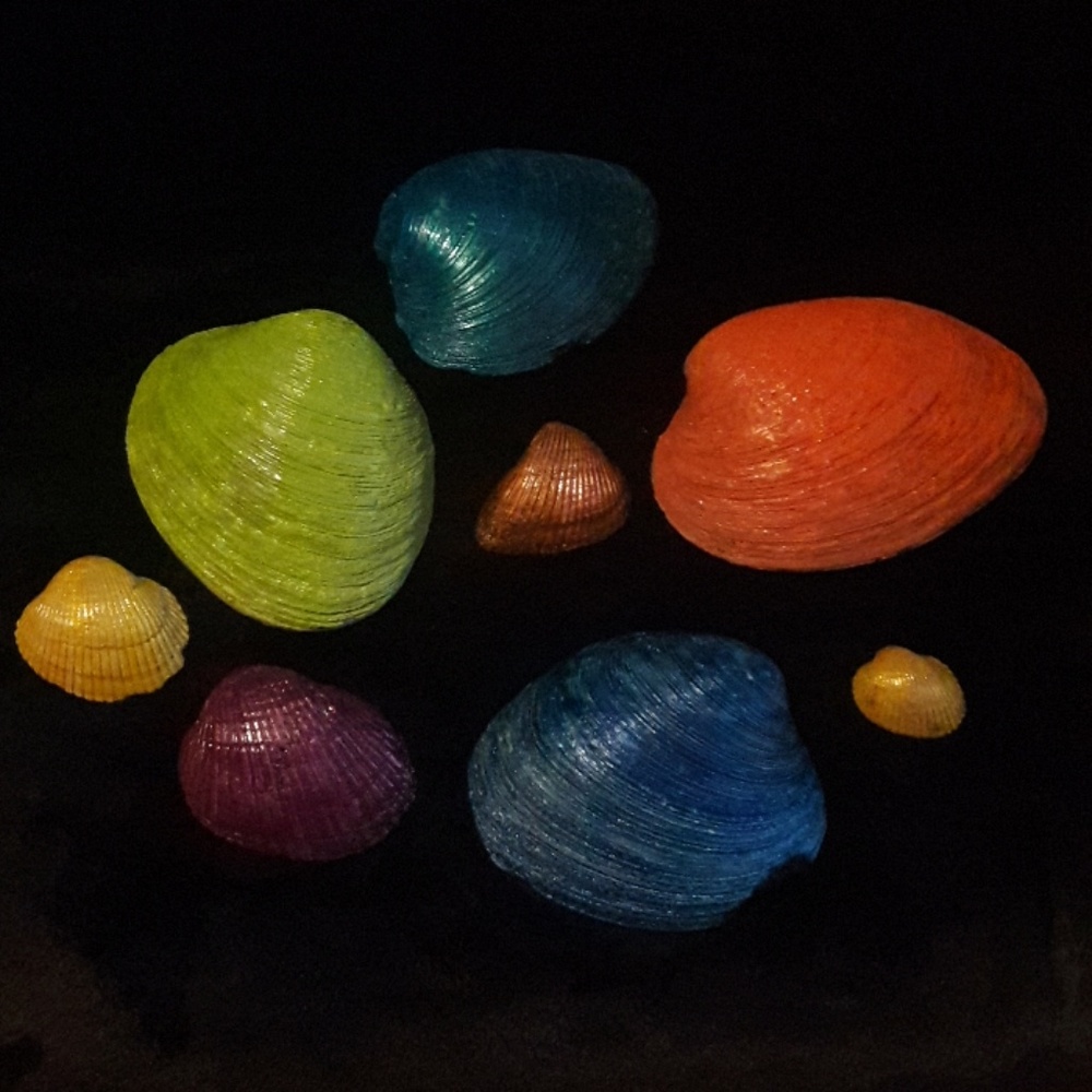 🌸Pretty Sea Shells🌸